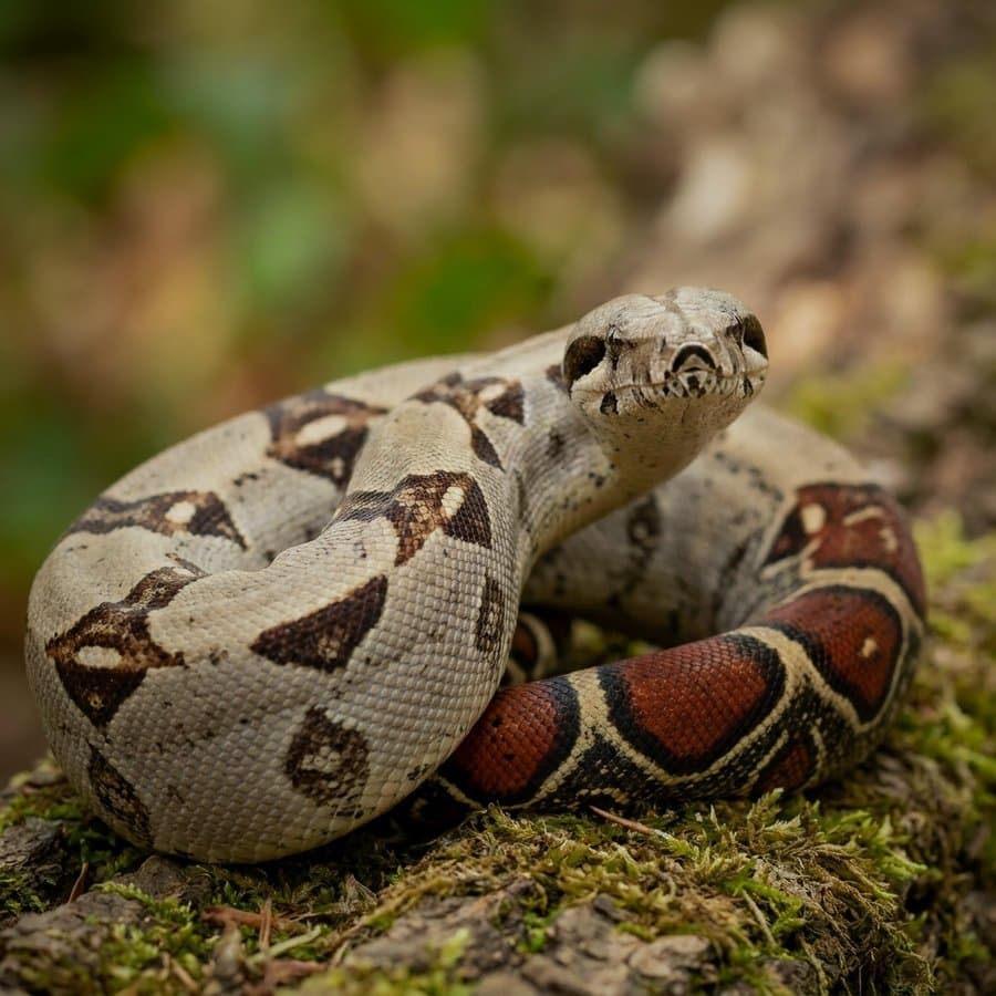 Boa constrictor