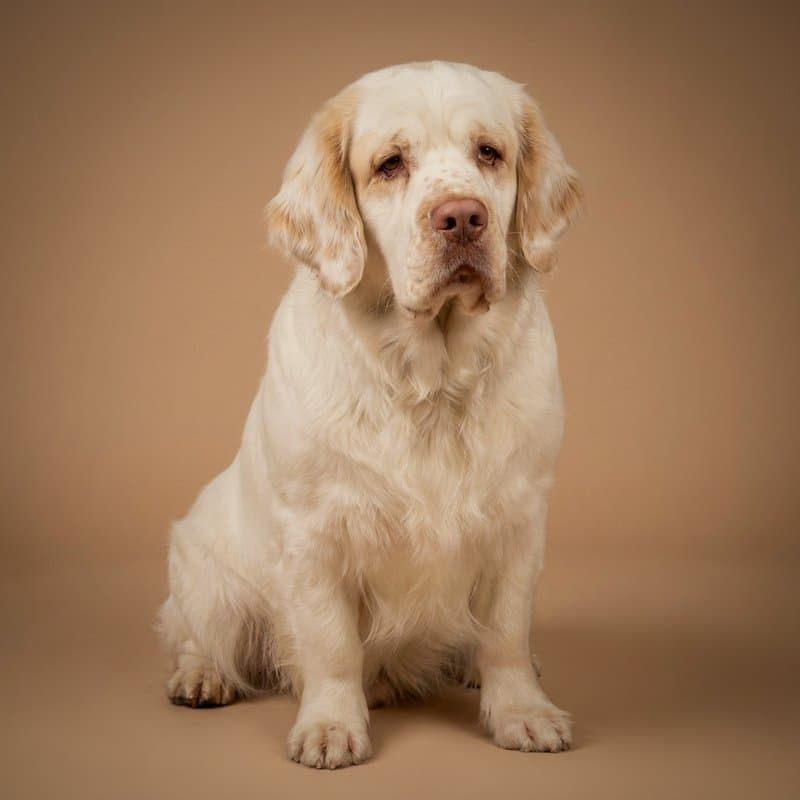 Clumber Spaniel