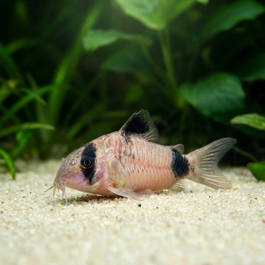 Corydoras
