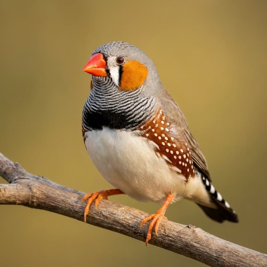 Diamant mandarin